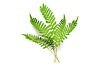 set or collection of fresh green fern leaves isolated over a white background, cut-out floral nature, forest, garden, or floristry design elements, top view,  flat lay