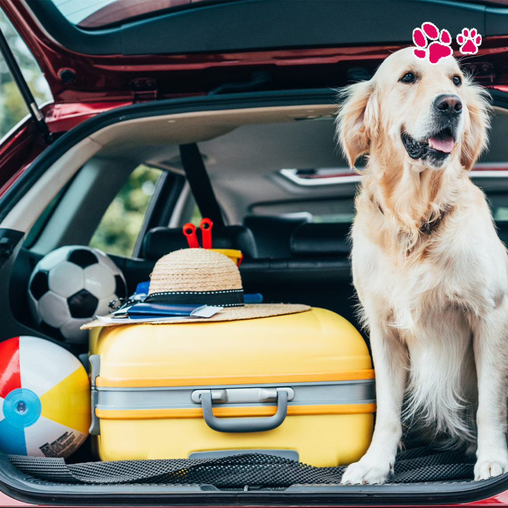 viaggiare con il cane